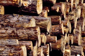چوب فروشی حیدرپناه در آمل | تامین کننده چوب برای مصارف ساختمان سازی و دکوراسیون داخلی 