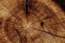 دکوراسیون سون | ساخت تمامی سازه های چوب و مصنوعات چوبی